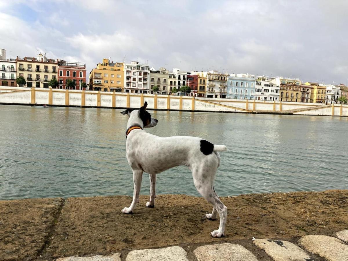 Mara Arenal Sevilla Ngoại thất bức ảnh